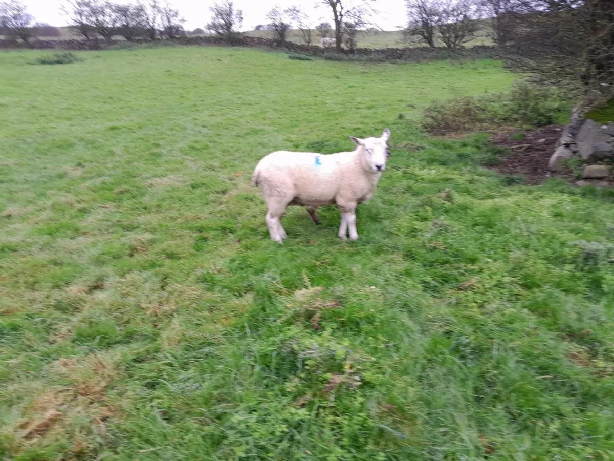 Aberfield hogget ram - Image 2