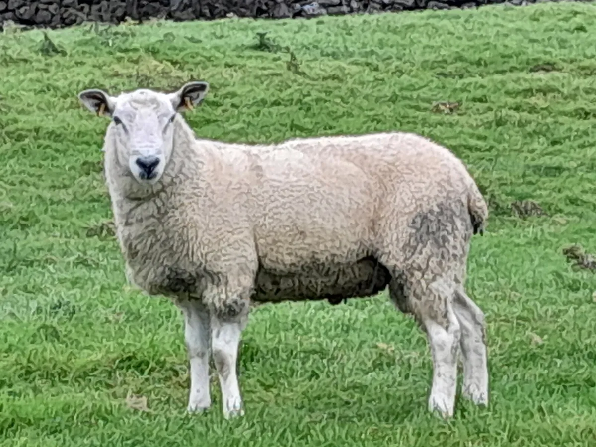 Aberfield hogget ram - Image 1