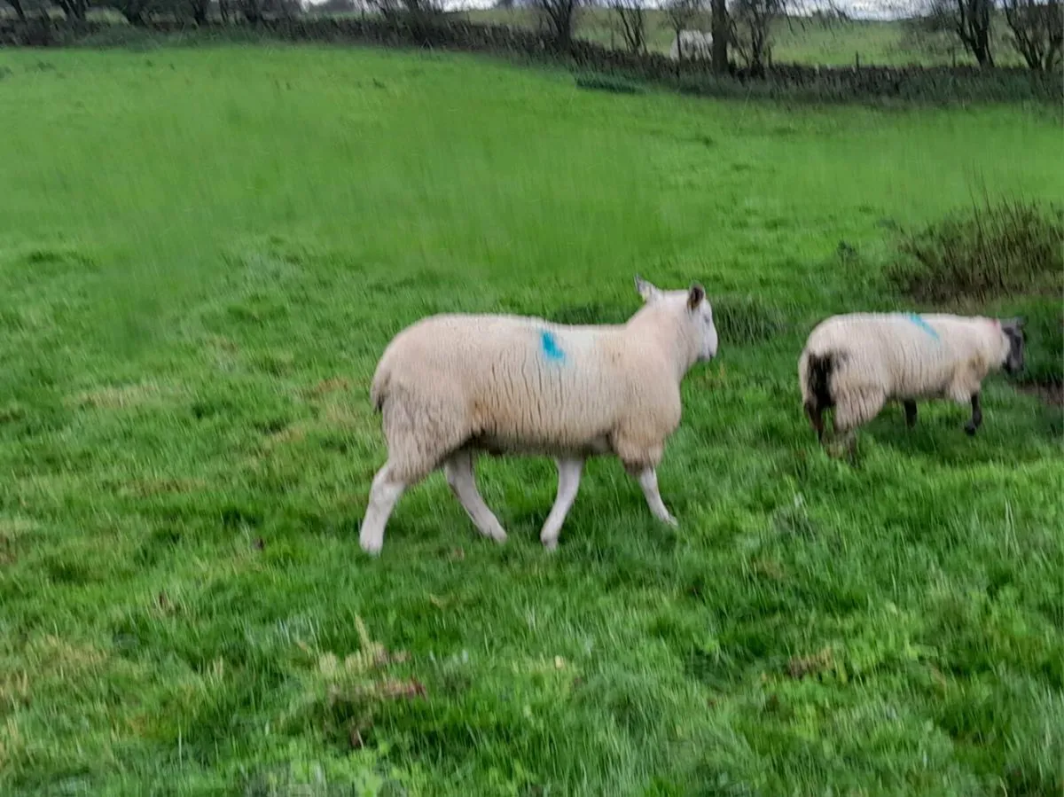 Aberfield hogget ram - Image 3