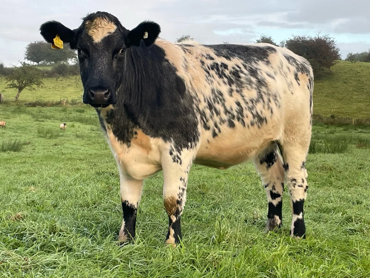 Incalfs for Drumshanbo SCEP eligible. - Image 1
