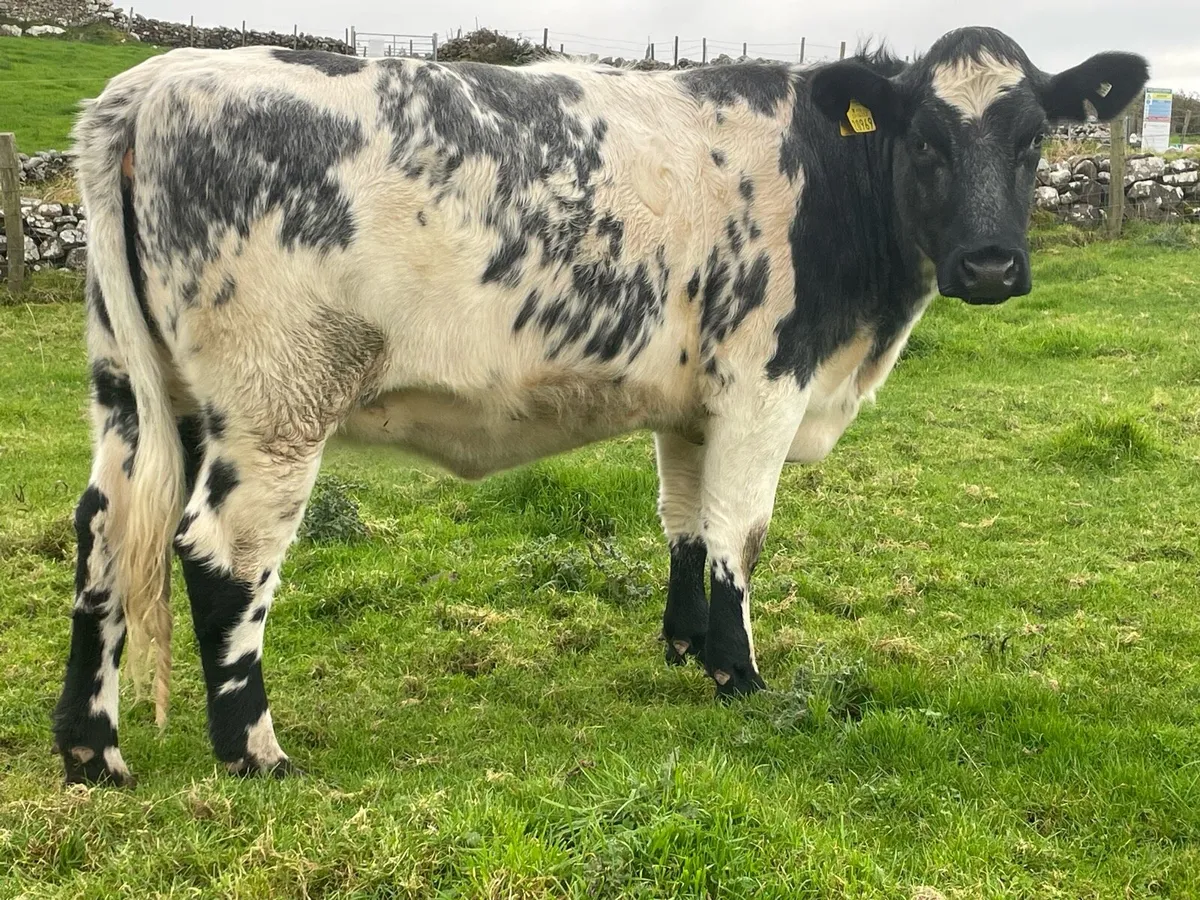 Incalfs for Drumshanbo SCEP eligible. - Image 2