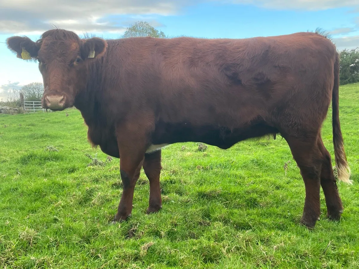 Incalfs for Drumshanbo SCEP eligible. - Image 3