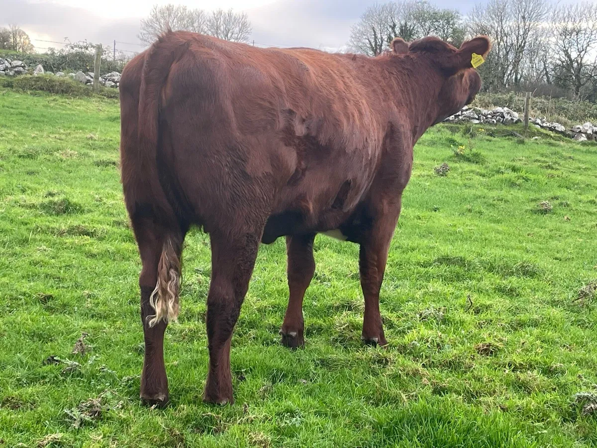 Incalfs for Drumshanbo SCEP eligible. - Image 4