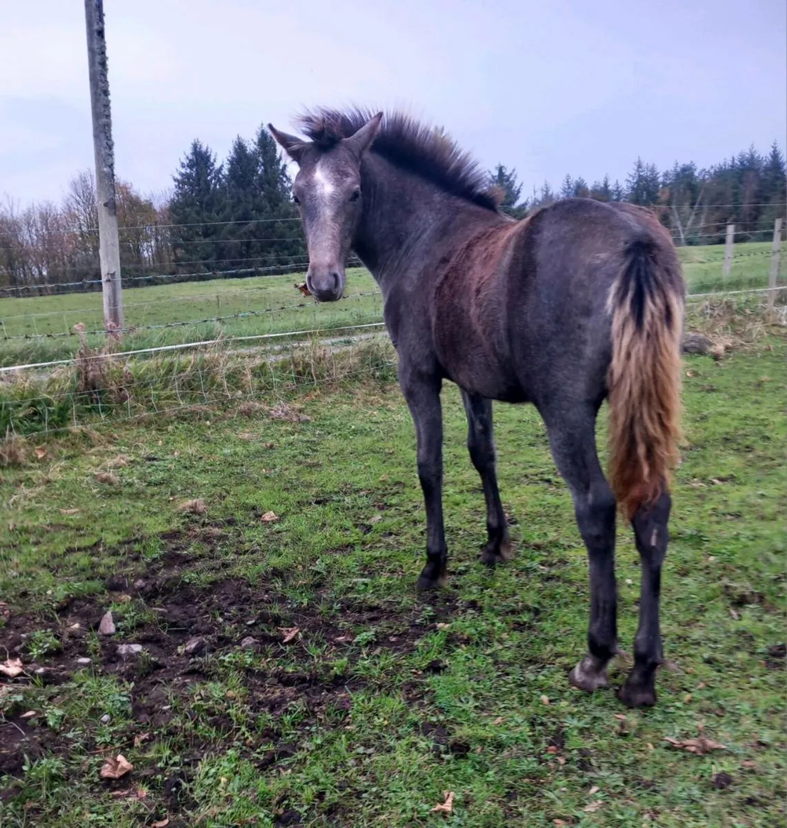 COLT 6MTH - Image 2