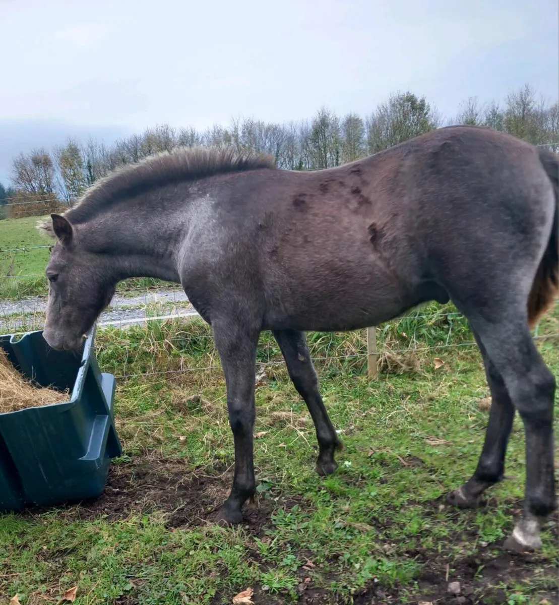 COLT 6MTH - Image 3