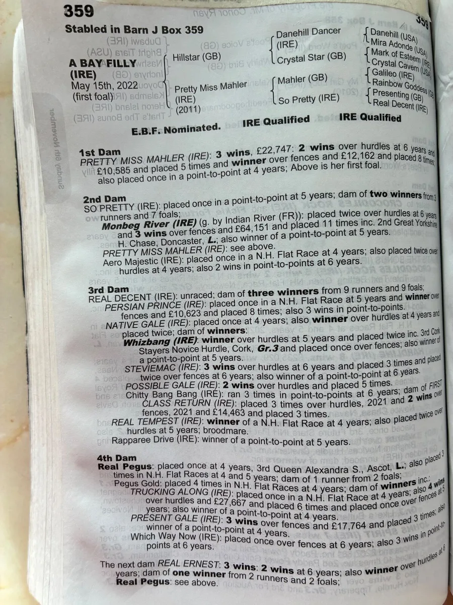 Filly - Image 2