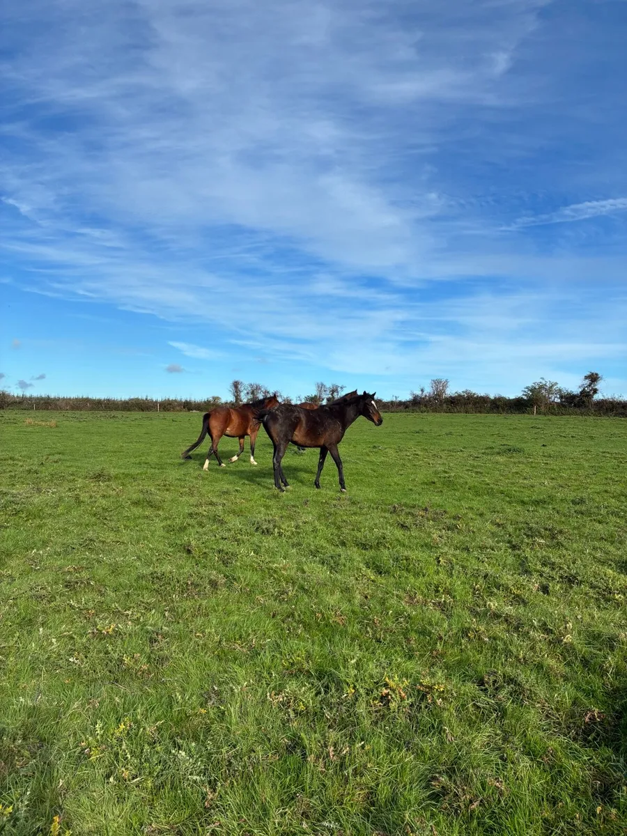 Filly - Image 3