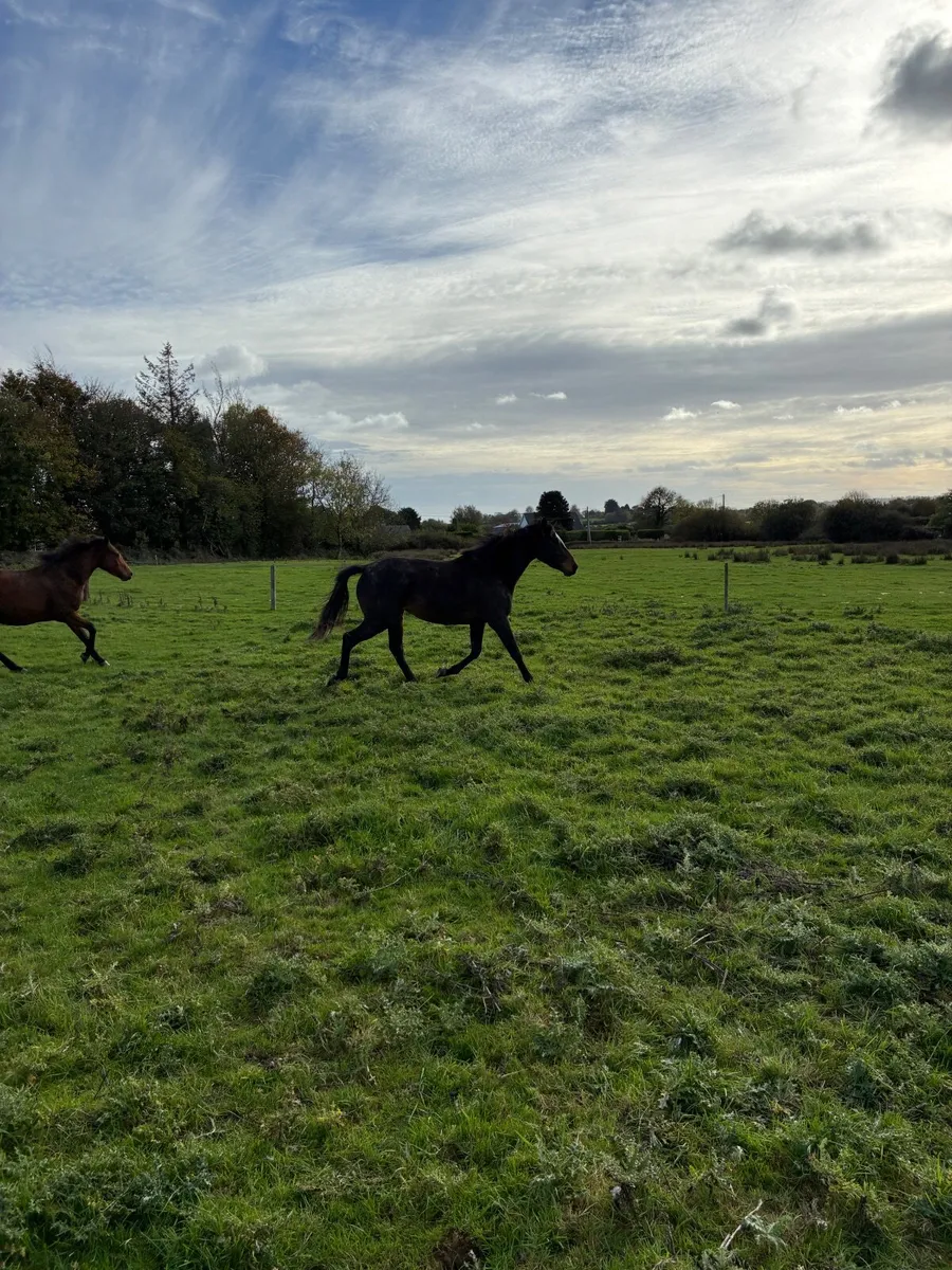 Filly - Image 4