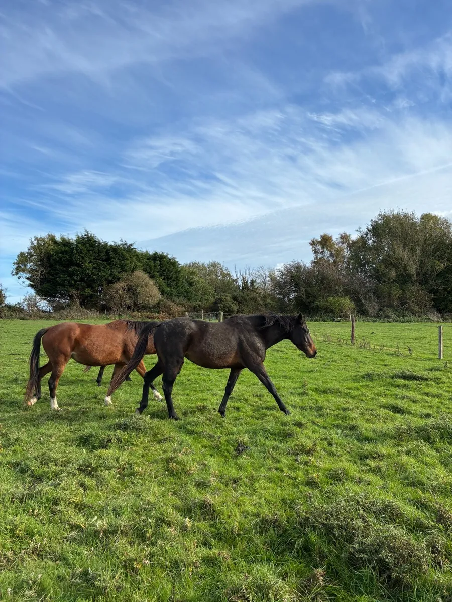 Filly - Image 1