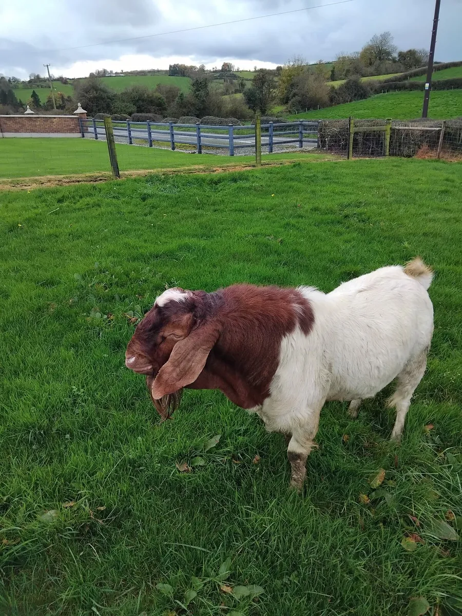 Boar buck goat - Image 1