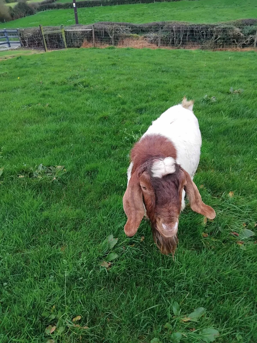 Boar buck goat - Image 2