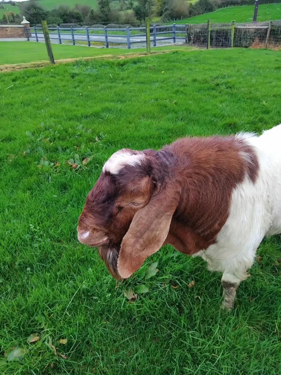 Boar buck goat - Image 3