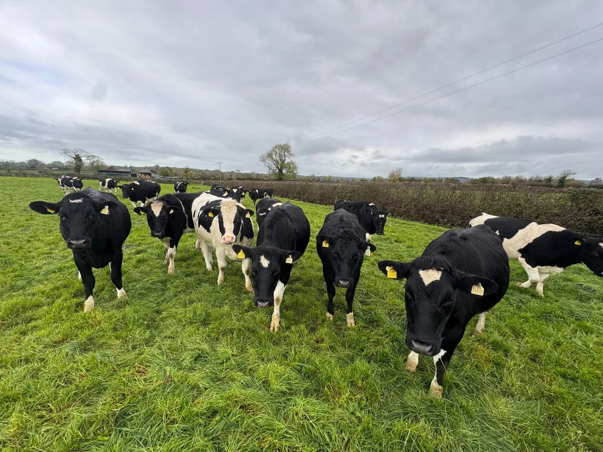 In calf Friesian heifers - Image 1