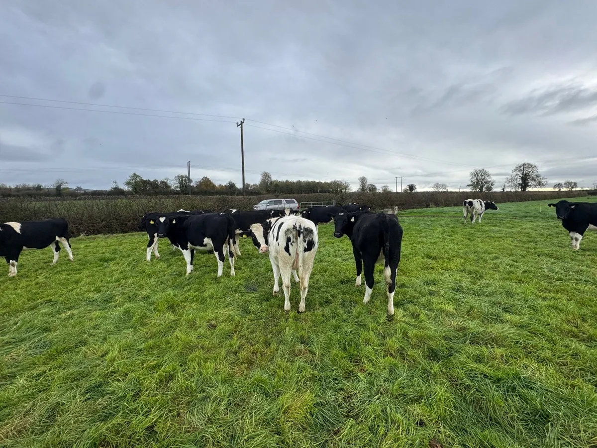 In calf Friesian heifers - Image 2