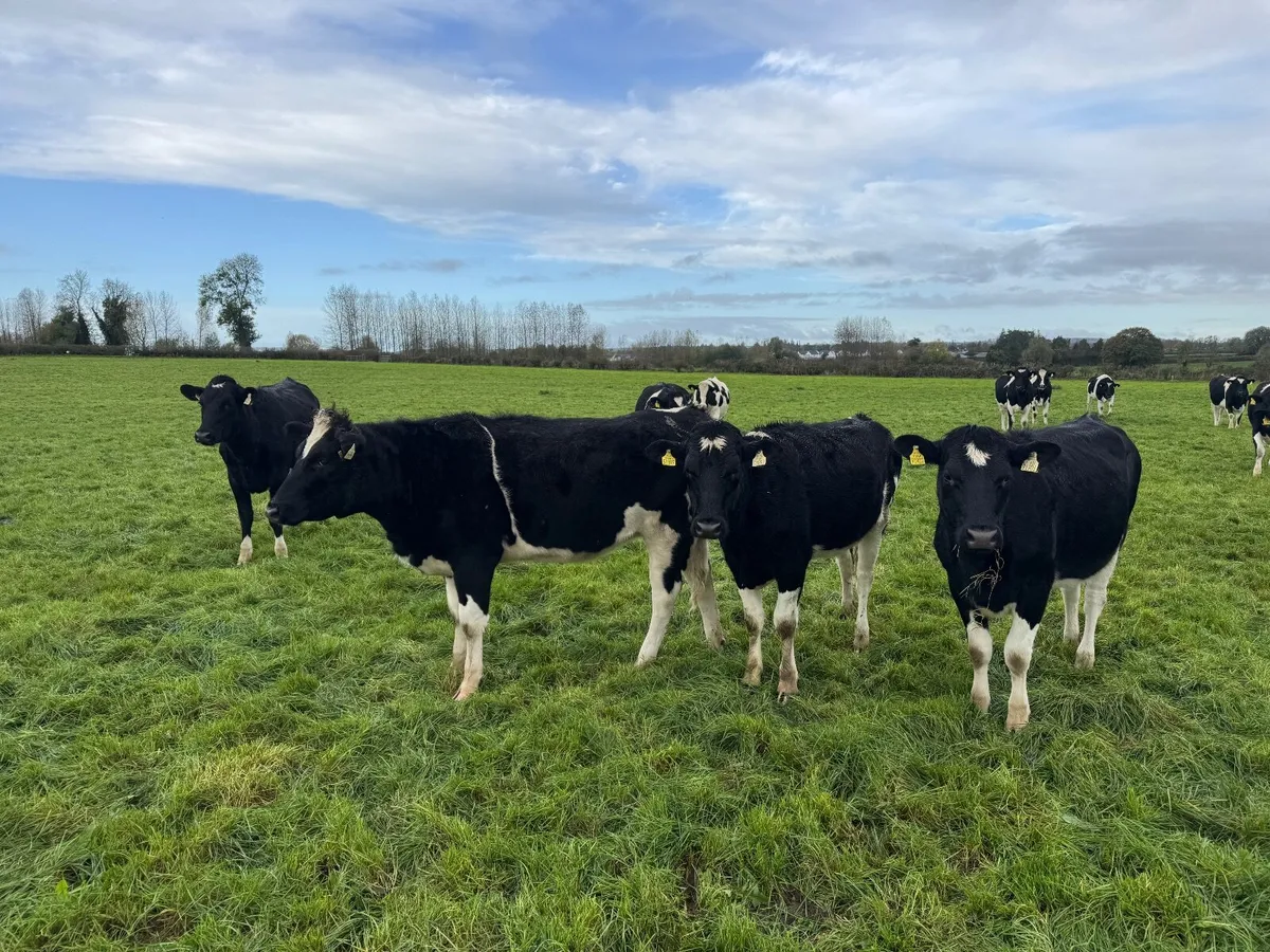 In calf Friesian heifers - Image 3