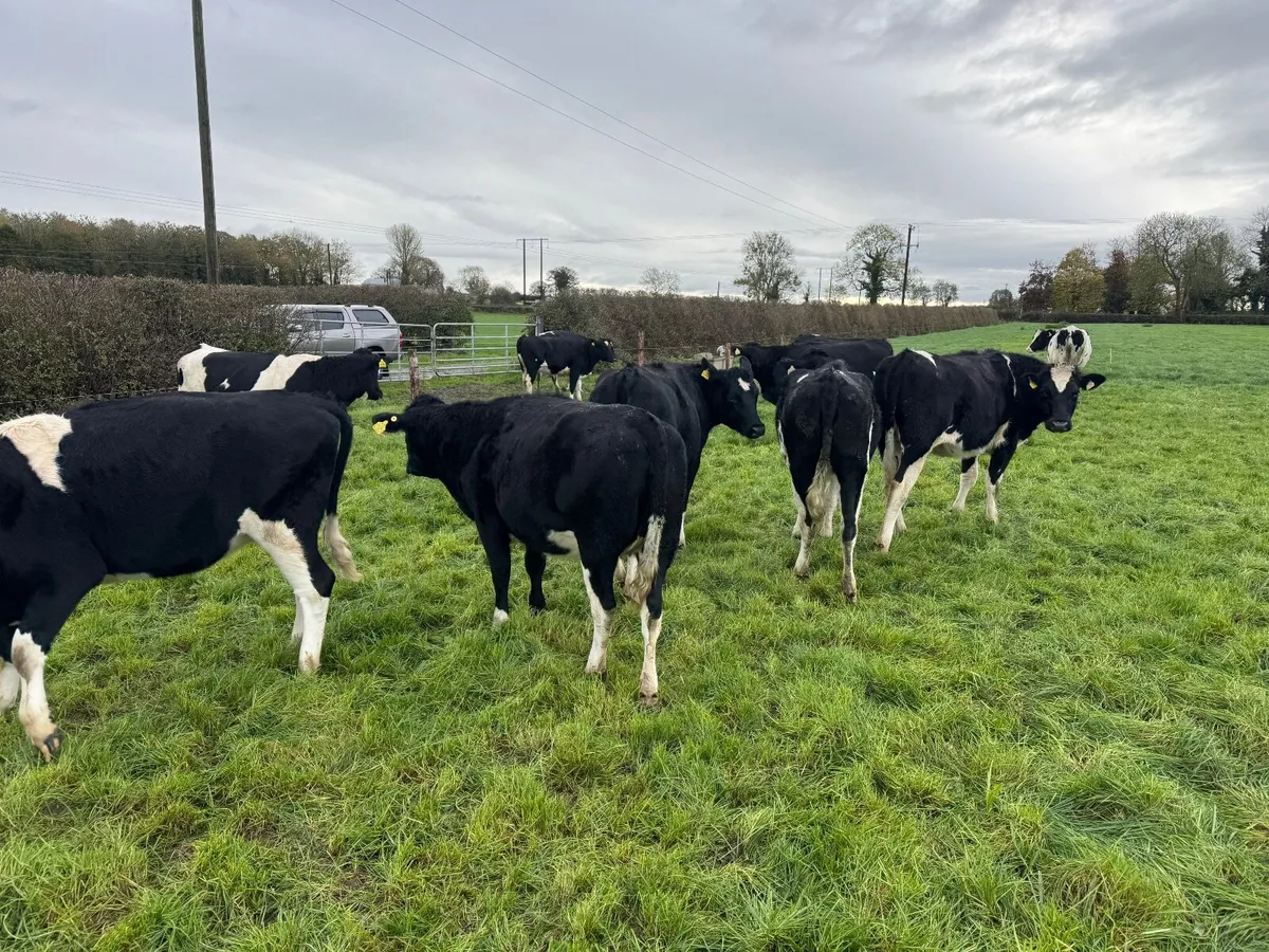In calf Friesian heifers - Image 4