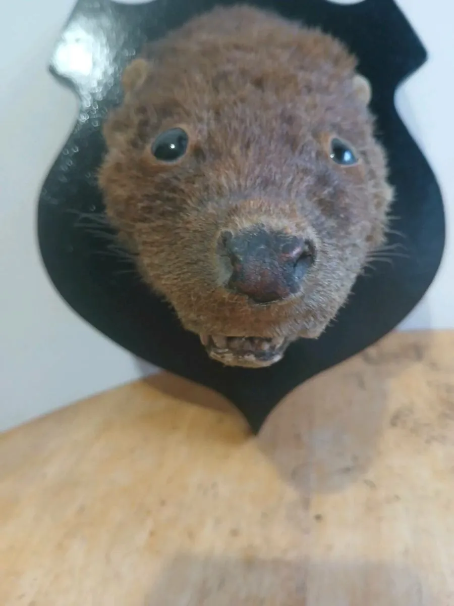 Antique Taxidermy Otter Mask on Mount - Image 1
