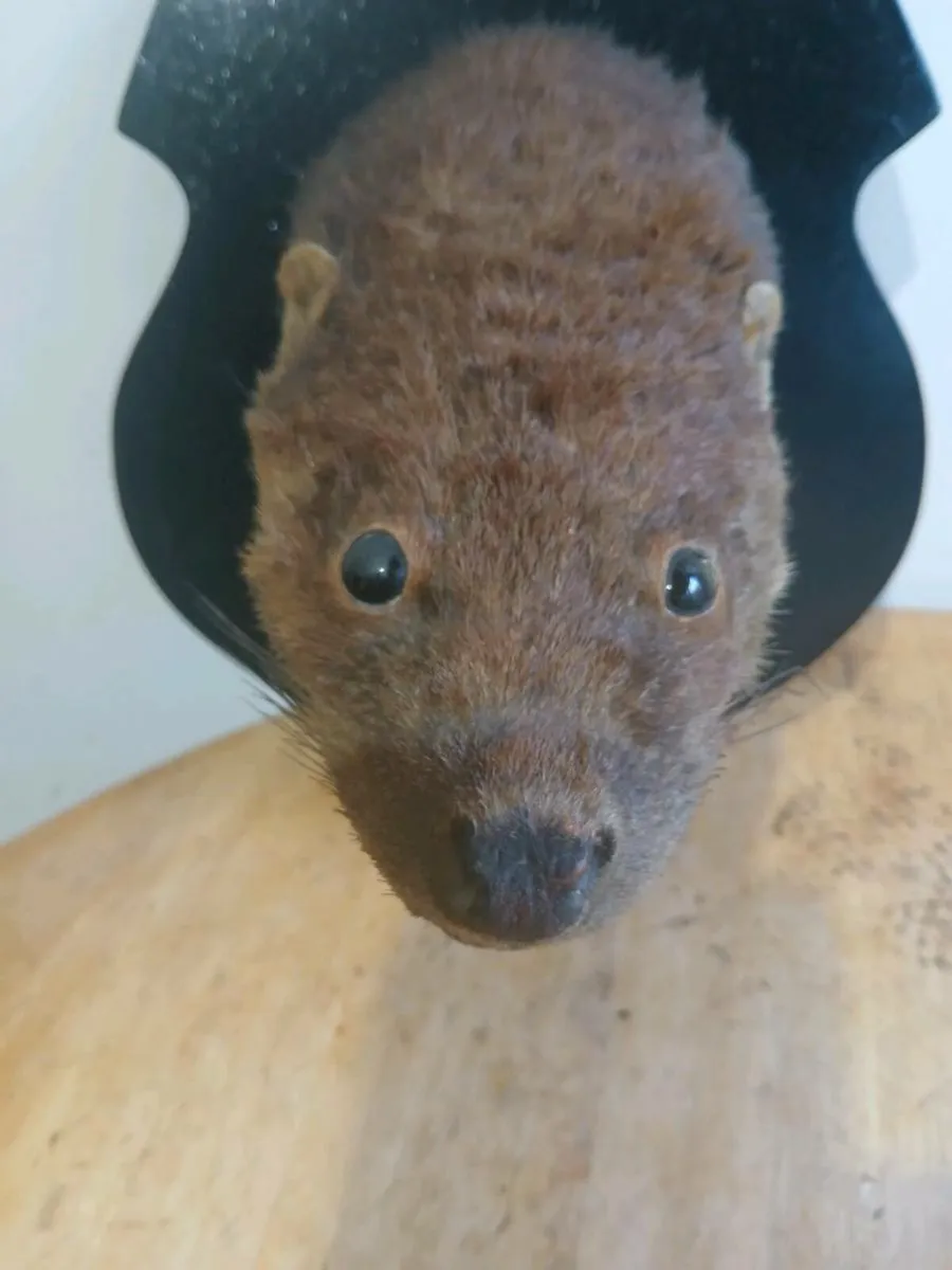 Antique Taxidermy Otter Mask on Mount - Image 2