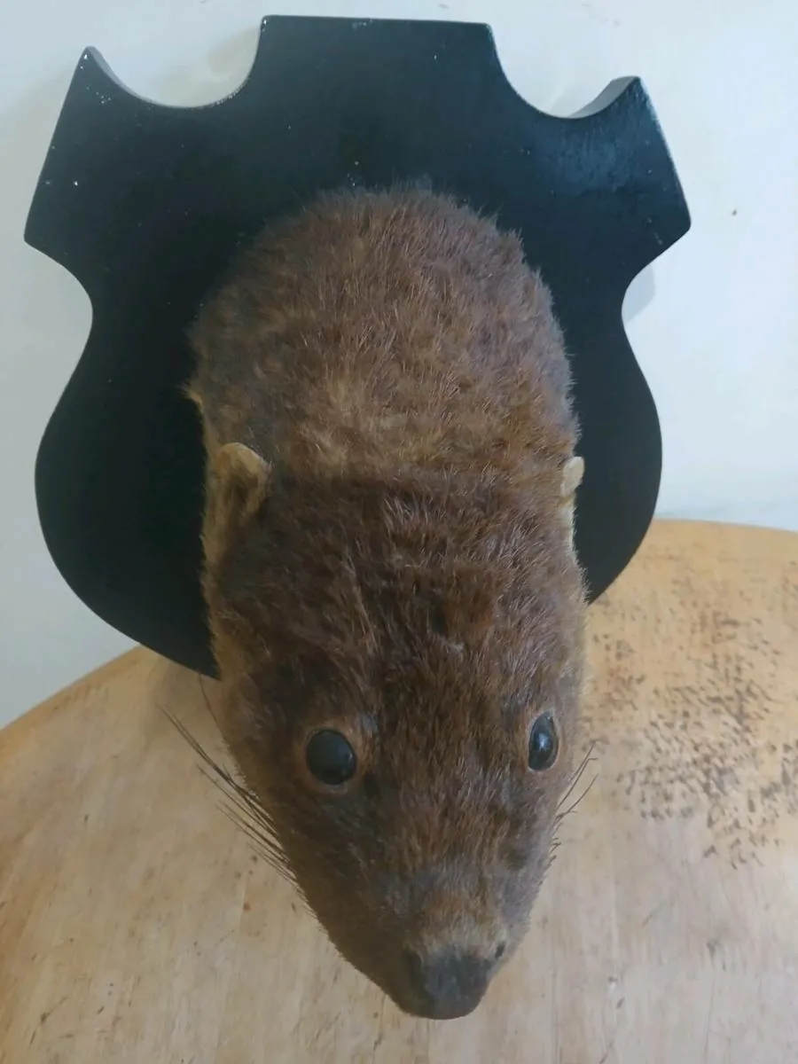 Antique Taxidermy Otter Mask on Mount - Image 3