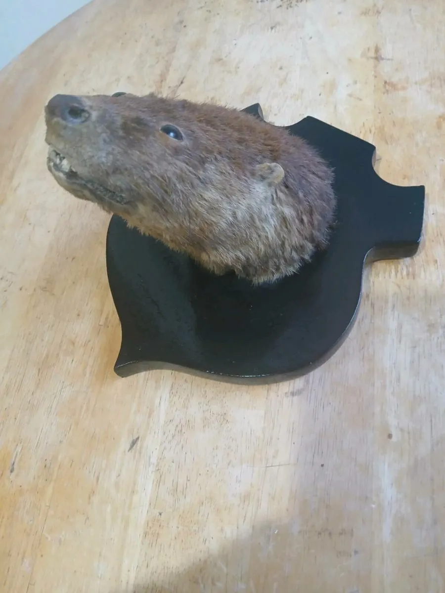 Antique Taxidermy Otter Mask on Mount - Image 4