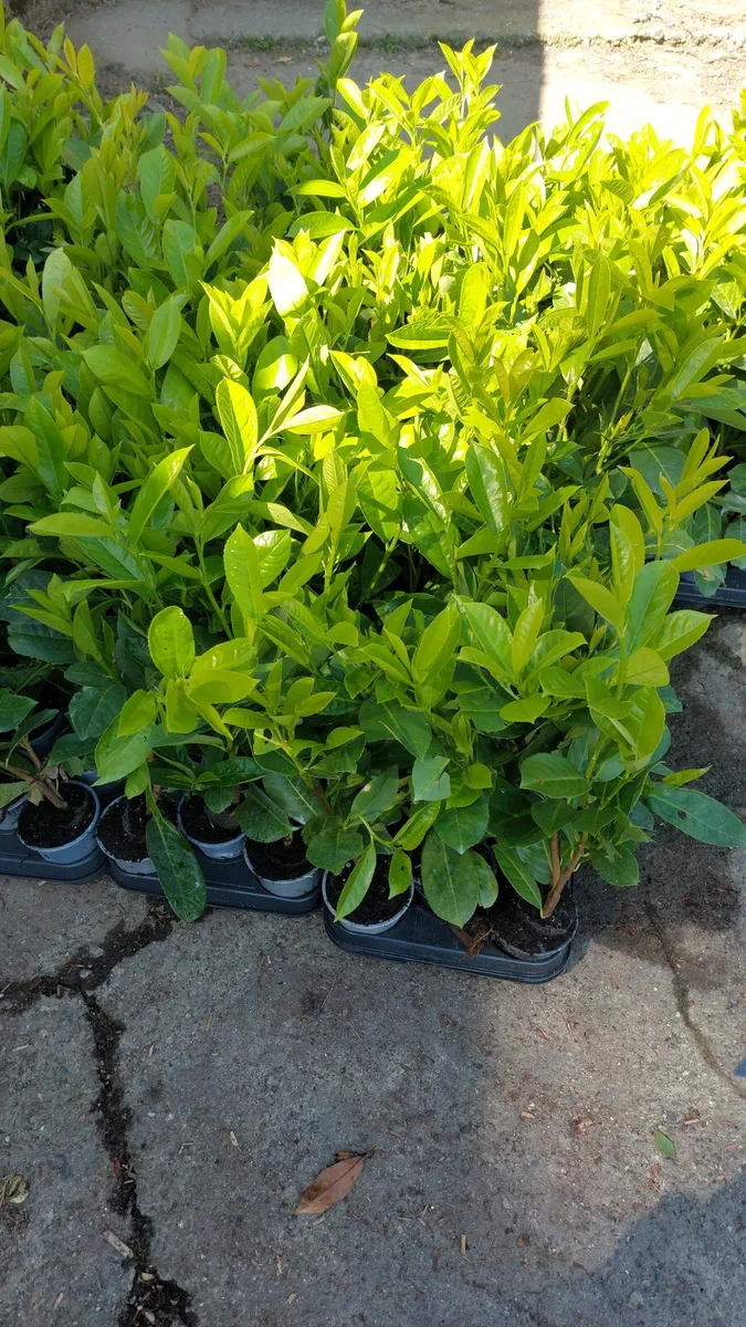 Laurel Hedging - Image 2