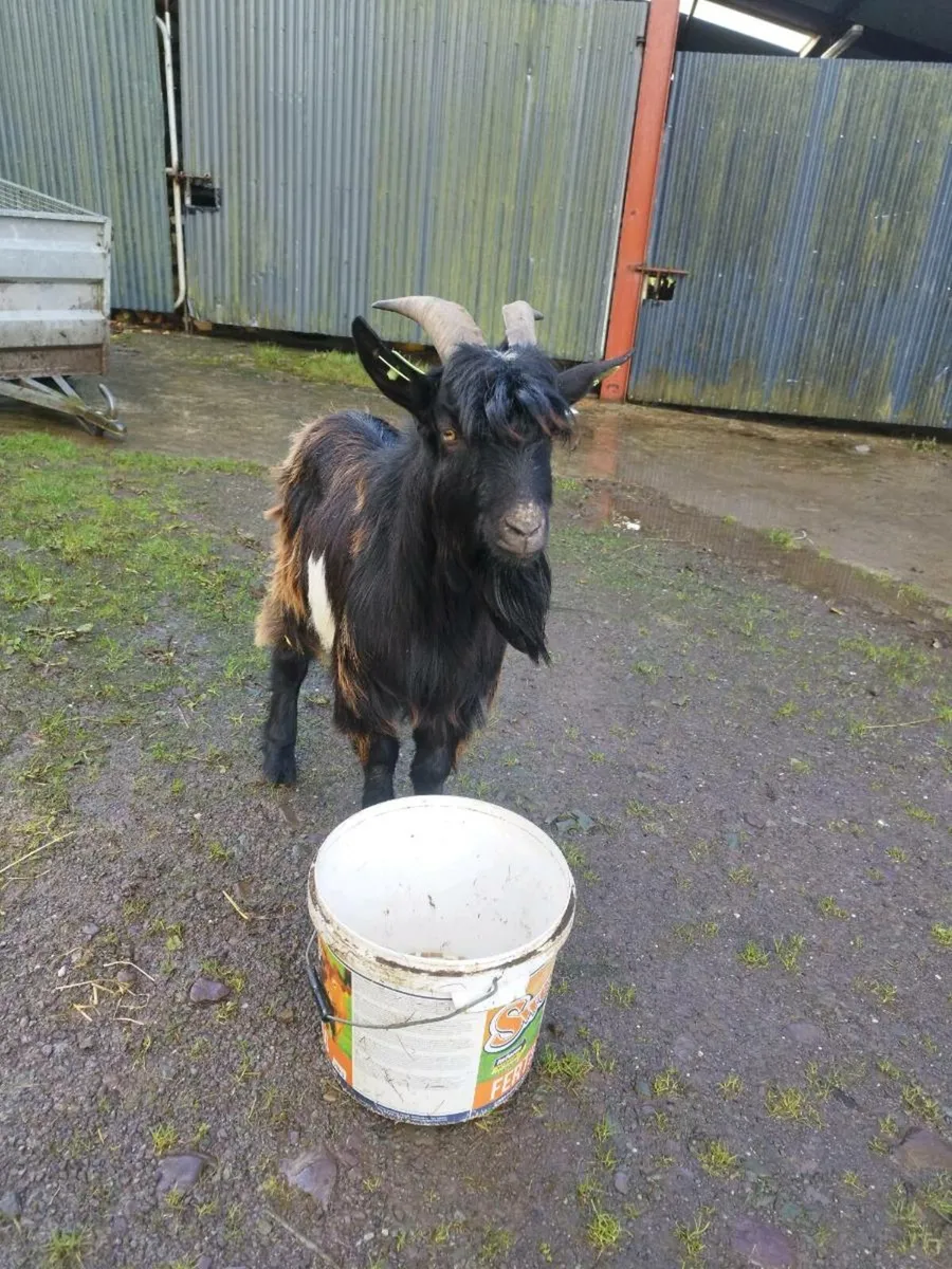 Puck goat - Image 1