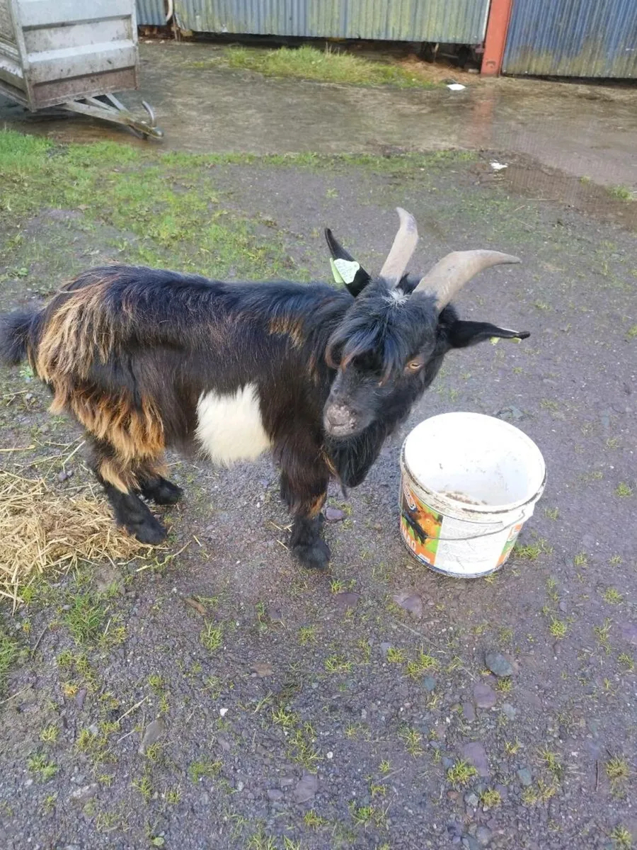 Puck goat - Image 2