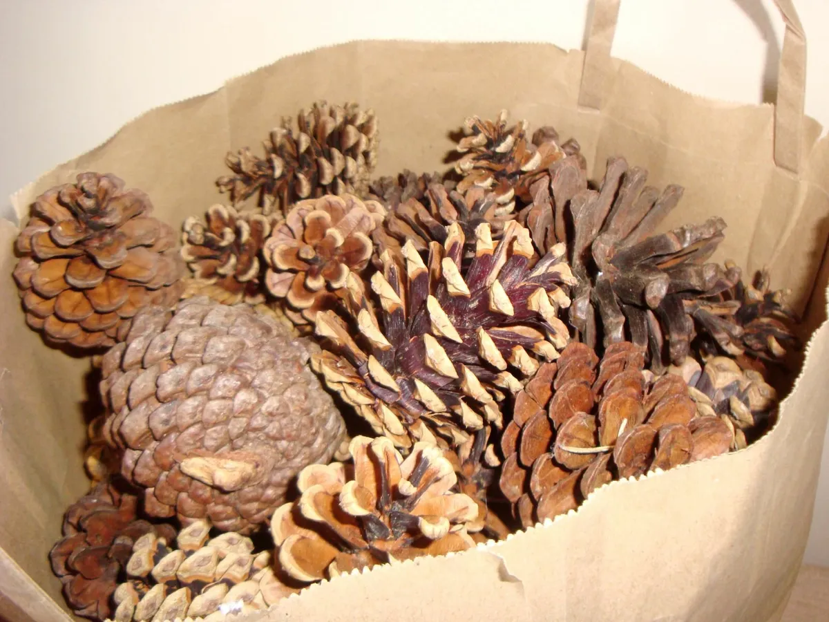 Pinecones - Image 1