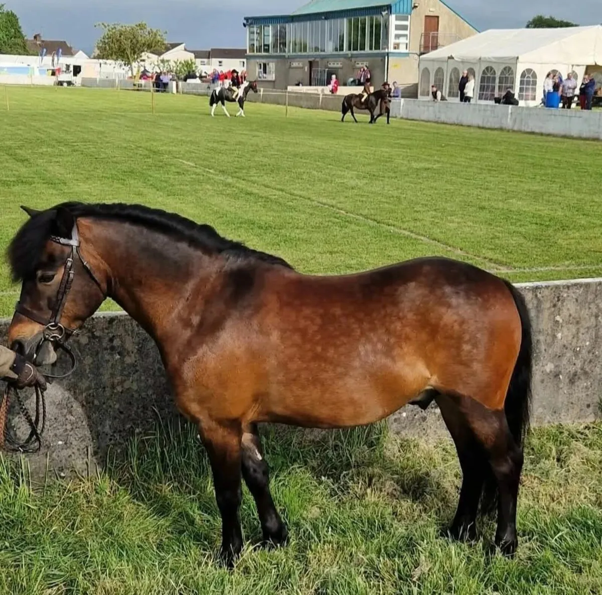 Lead rein pony - Image 3