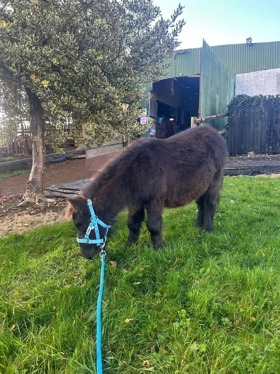 Miniature pony - Image 2
