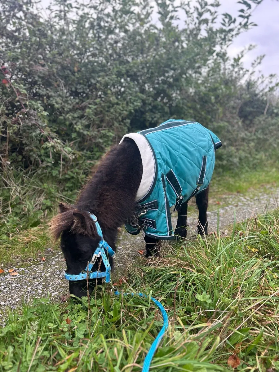 Miniature pony - Image 1