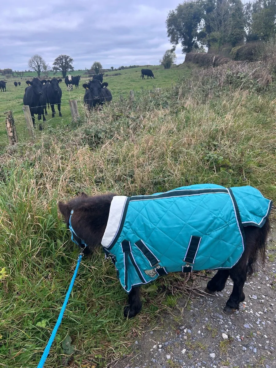 Miniature pony - Image 3