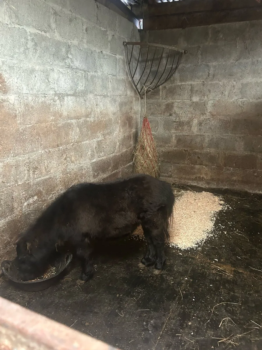 Miniature pony - Image 4