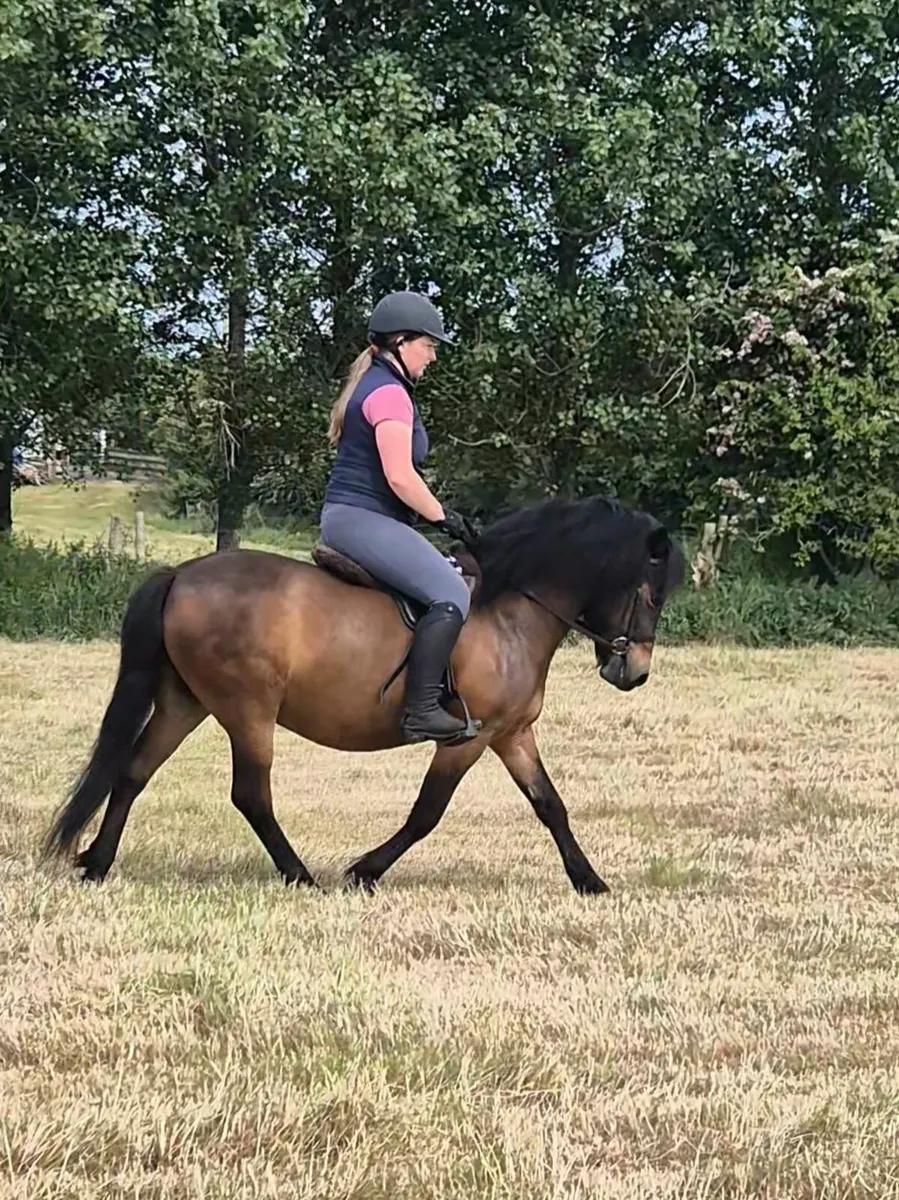 Lead rein pony - Image 4