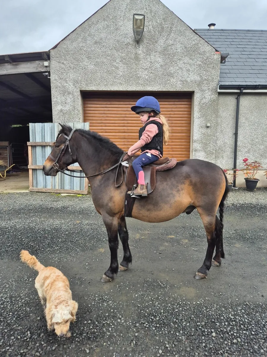 Lead rein pony - Image 2