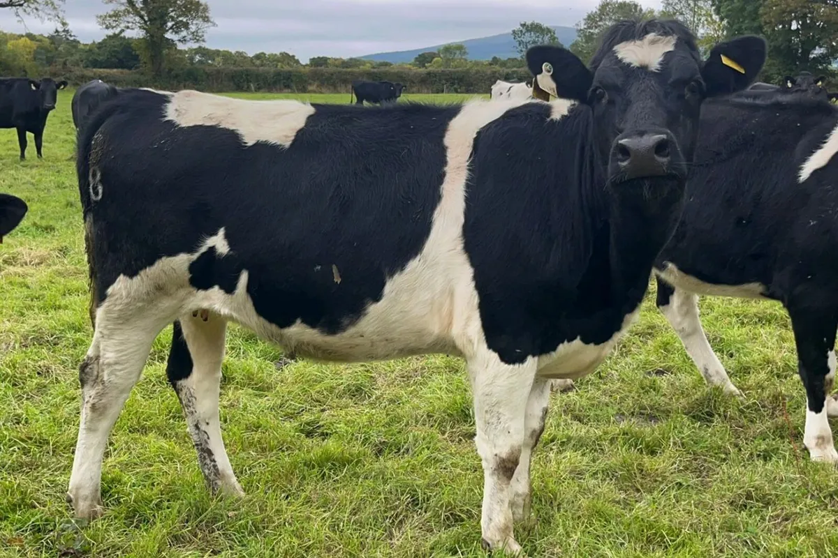 20 Xbred In Calf Heifers For Sale - Image 1