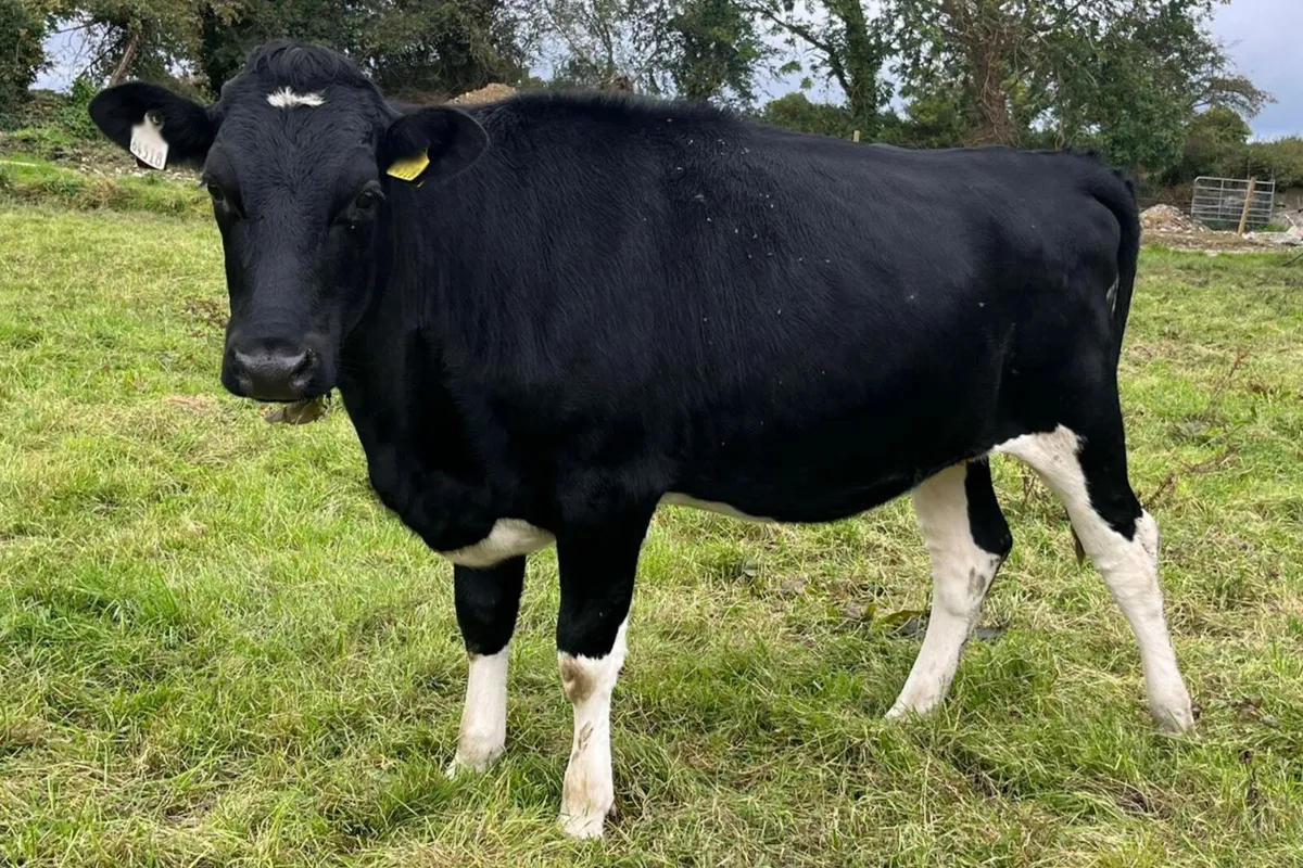 20 Xbred In Calf Heifers For Sale - Image 3