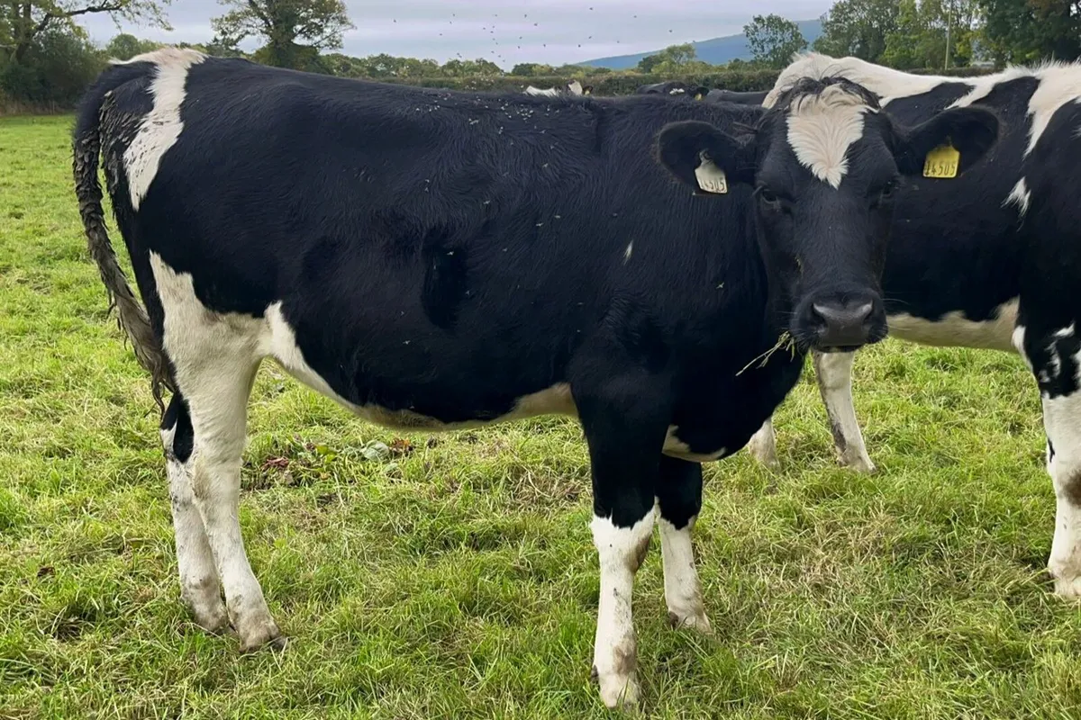 20 Xbred In Calf Heifers For Sale - Image 4