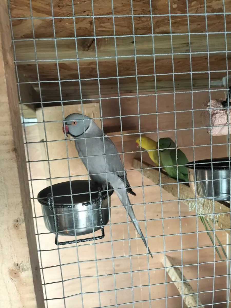 Ring neck parrot
