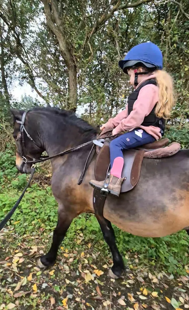 Lead rein pony - Image 1
