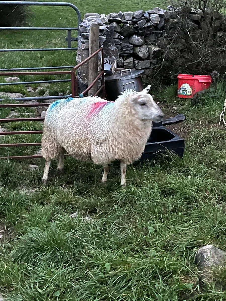 Ewe lambs - Image 1