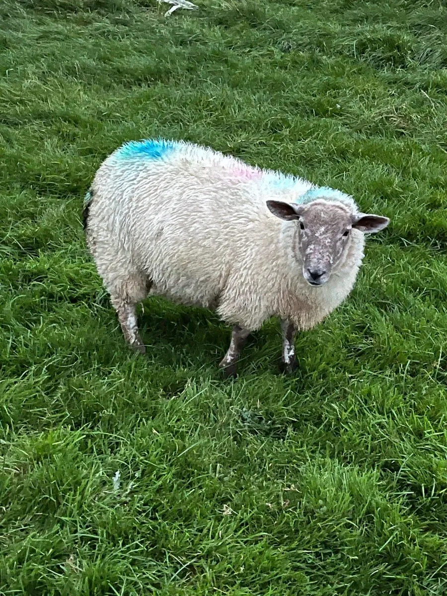 Ewe lambs - Image 2