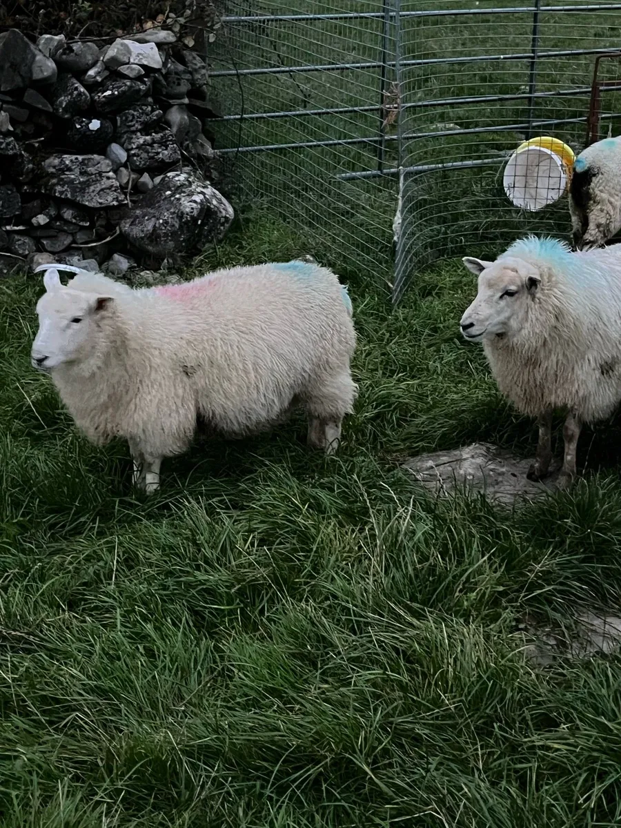 Ewe lambs - Image 3
