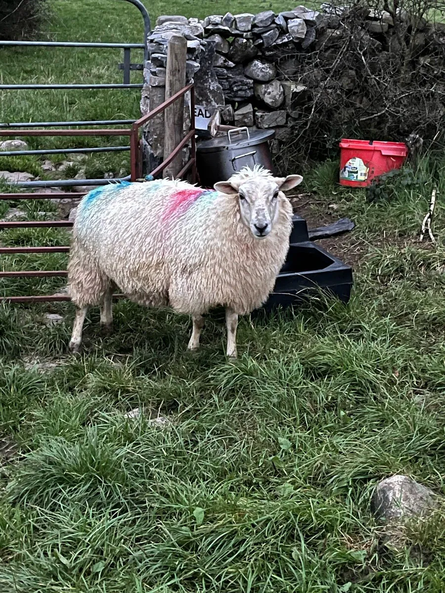 Ewe lambs - Image 4