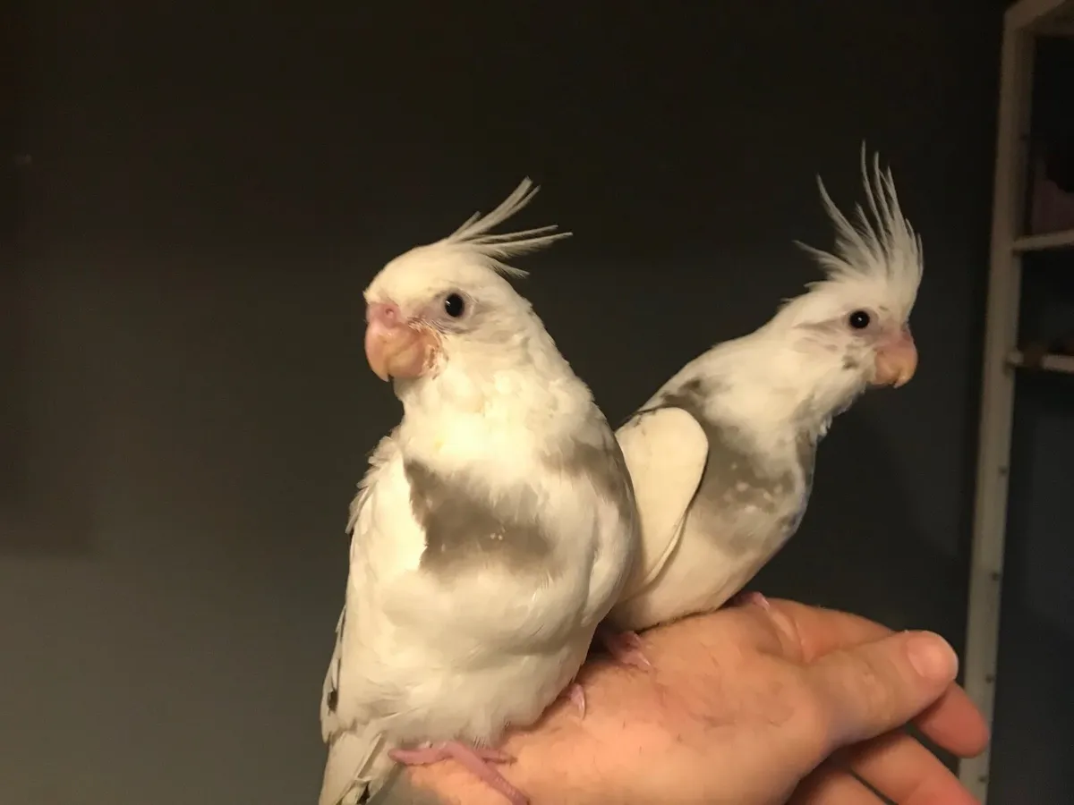 Hand reared Cockatiels. Silly tame. - Image 2