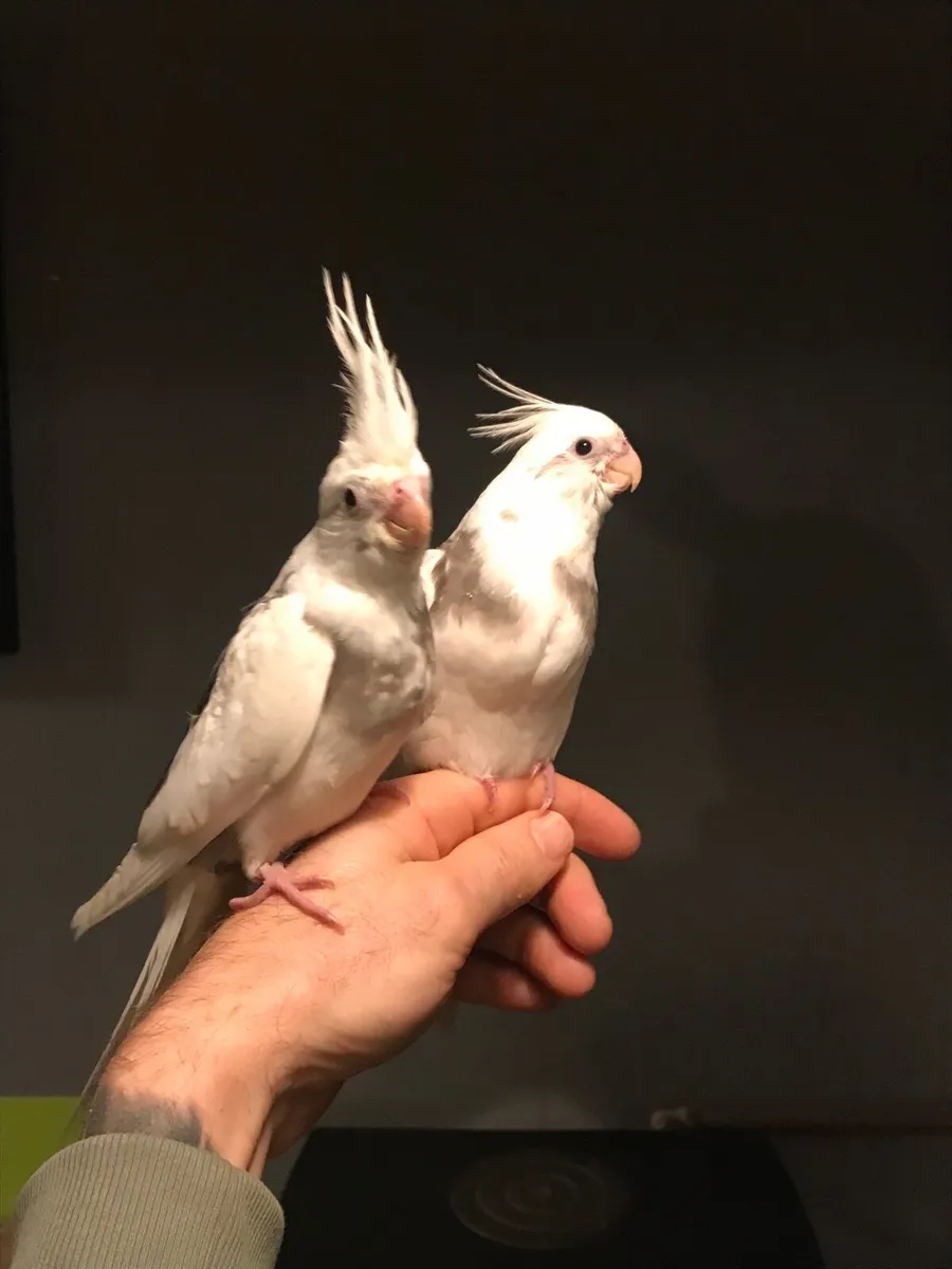 Hand reared Cockatiels. Silly tame. - Image 3
