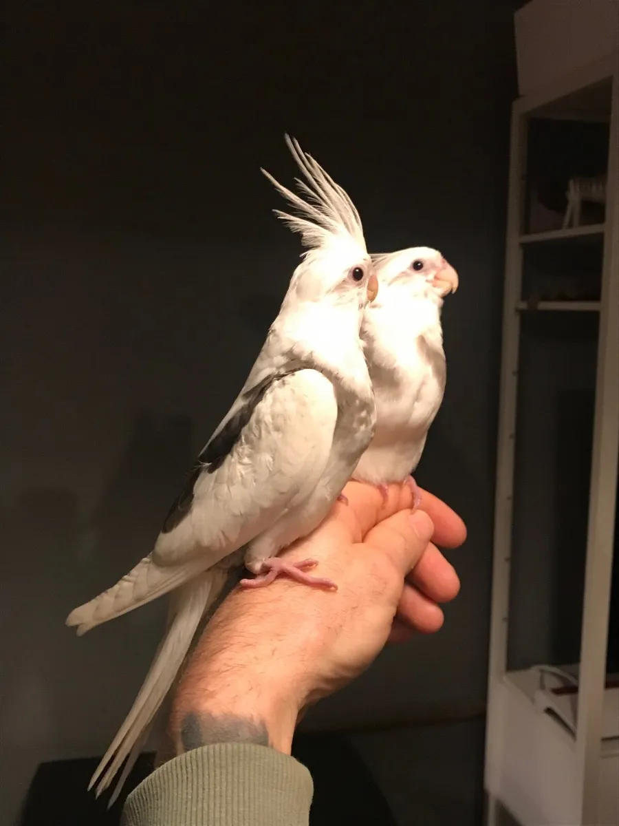 Hand reared Cockatiels. Silly tame. - Image 1