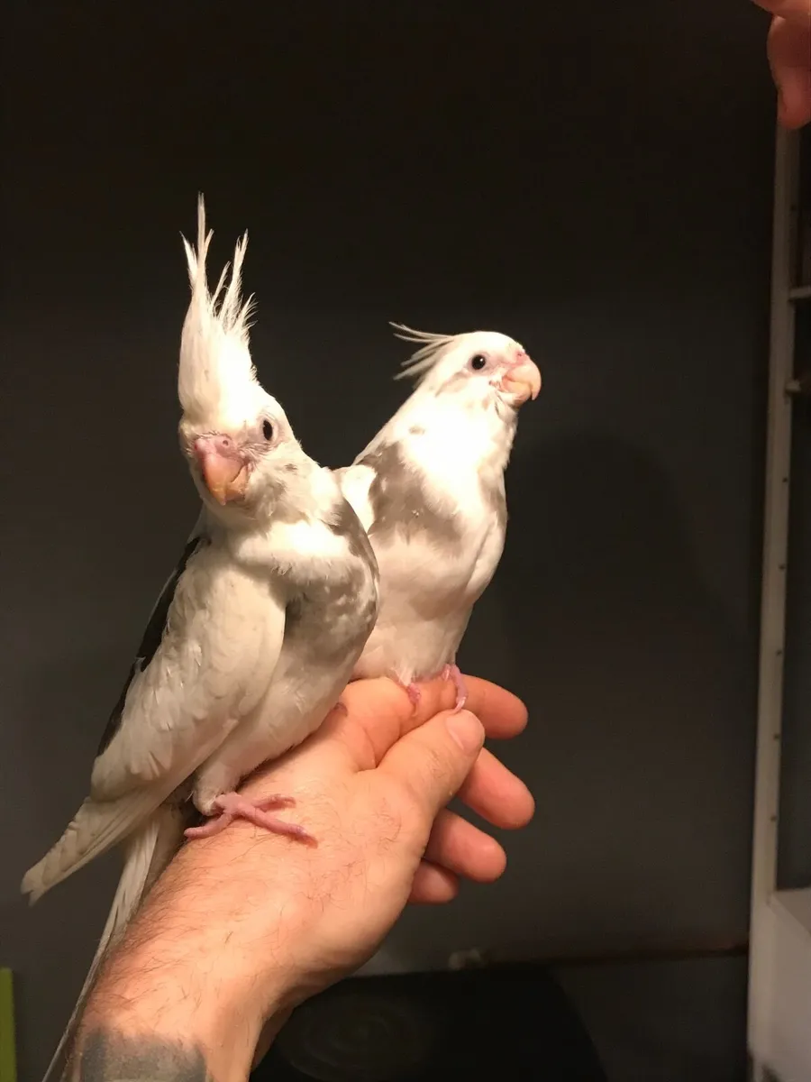 Hand reared Cockatiels. Silly tame. - Image 4