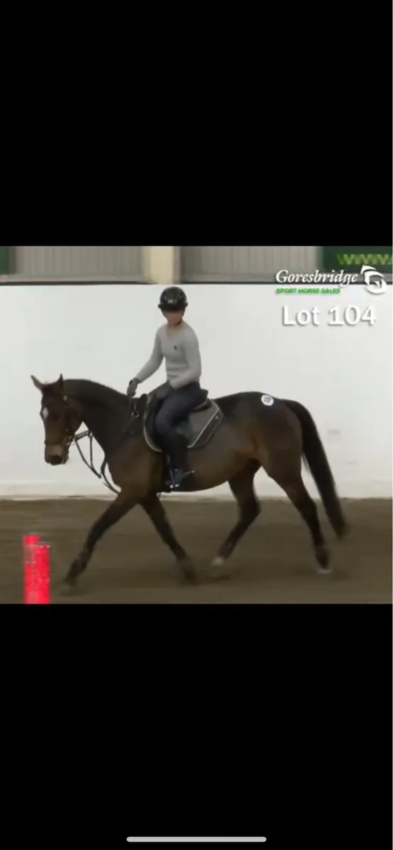 1.20cm/ ideal amateur horse - Image 4