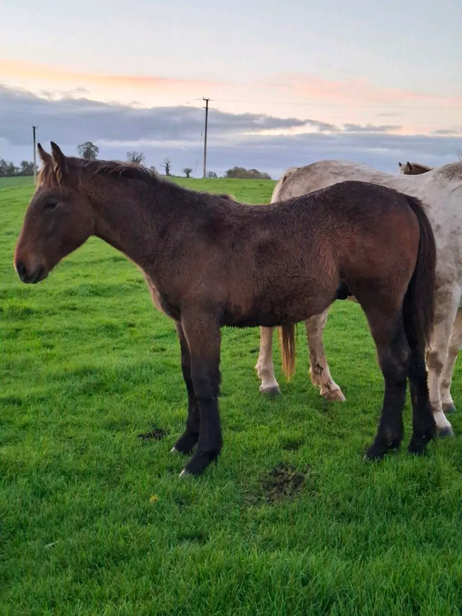 Irish Draught Mare and Foal - Image 2